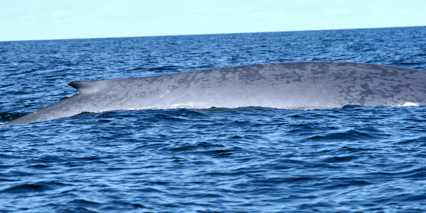 Identification de baleines bleues à l’aide de la vision par ordinateur